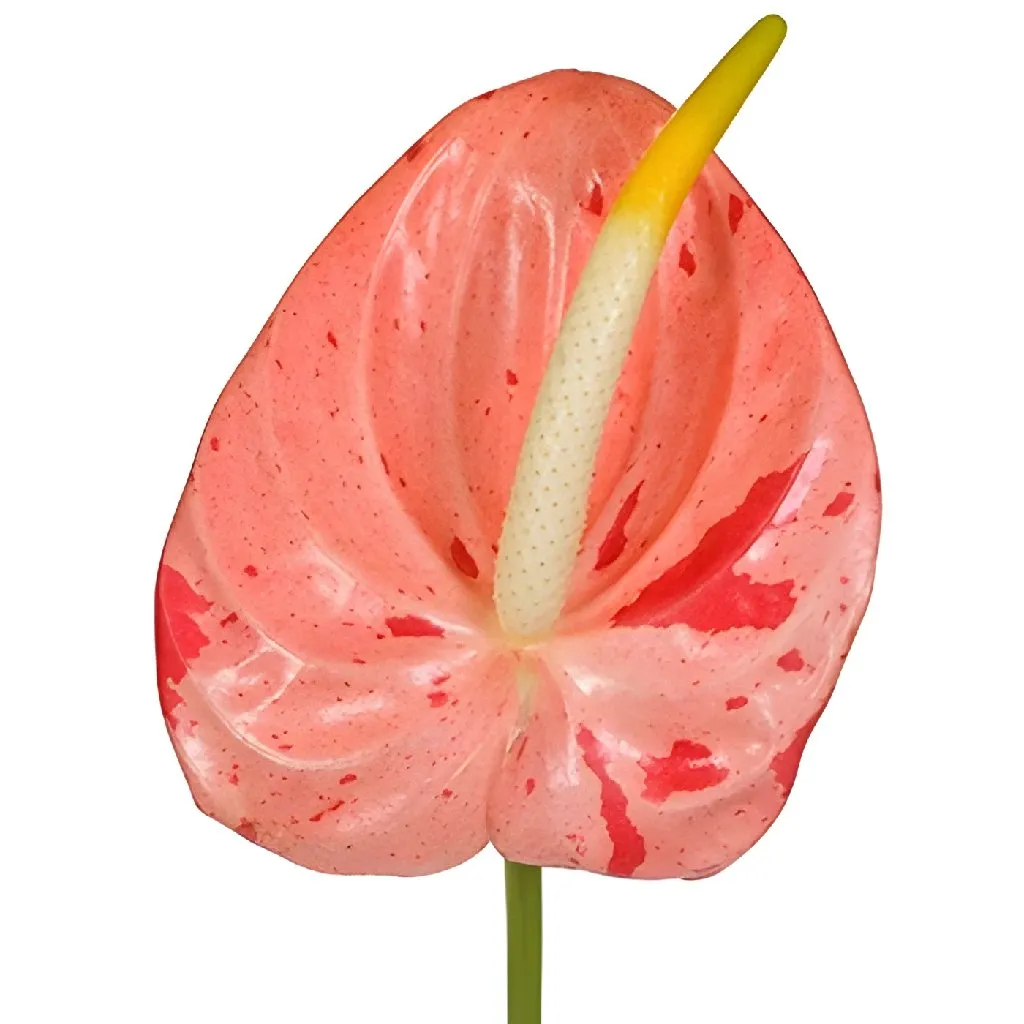 Anthurium Coral Gumdrop Tropical Flower